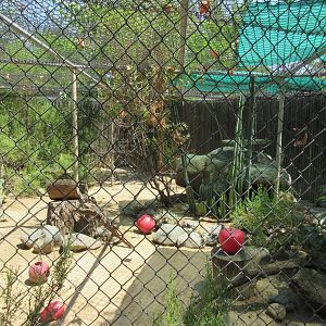 White-Nosed Coati Exhibit