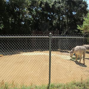 Burro Exhibit