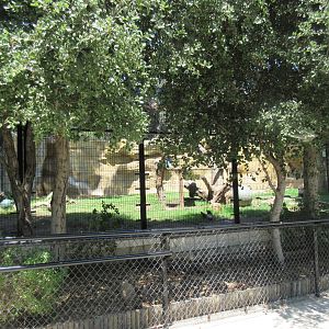 American Black Bear Exhibit