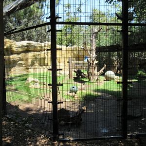 American Black Bear Exhibit