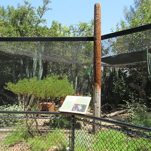 San Joaquin Kit Fox Exhibit