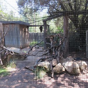 Turkey Vulture Exhibit