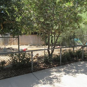 Collared Peccary Exhibit