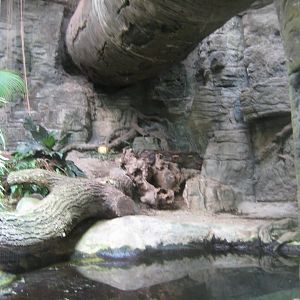 Tropenaquarium Hagenbeck - Reticulated python exhibit
