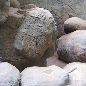 Tropenaquarium Hagenbeck - Hyrax exhibit