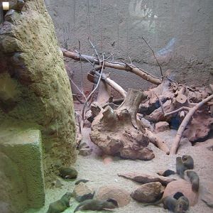 Tropenaquarium Hagenbeck - Mongoose exhibit
