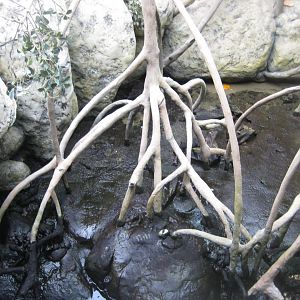 Tropenaquarium Hagenbeck - Mangrove exhibit