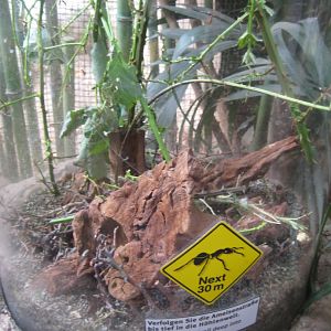 Tropenaquarium Hagenbeck - Leaf-cutter ant exhibit