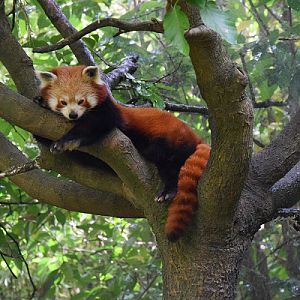 Red panda