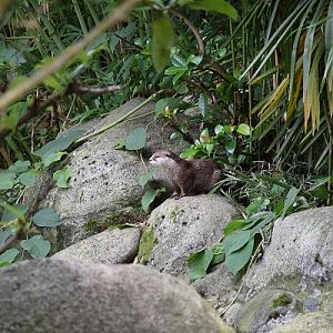 Asian small-clawed otter