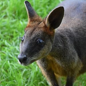 Swamp wallaby