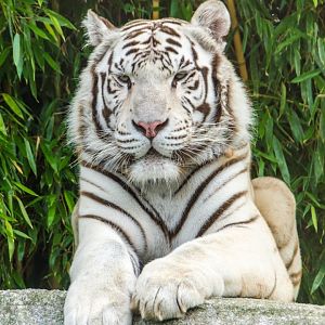 White tiger
