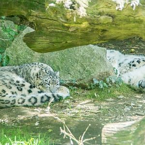 Snow leopards