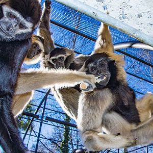 Pileated gibbon