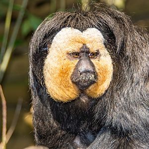 White-faced saki