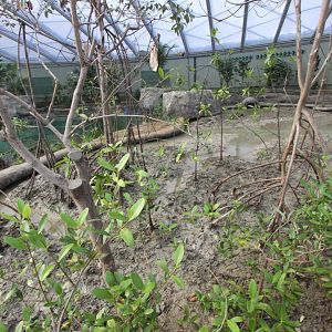 Burgers' Mangrove, zoutwaterkreek