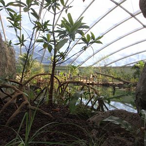 Burgers'Mangrove, zeekoeienbassin