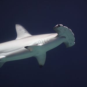 Scalloped hammerhead shark