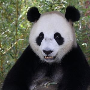 Giant panda