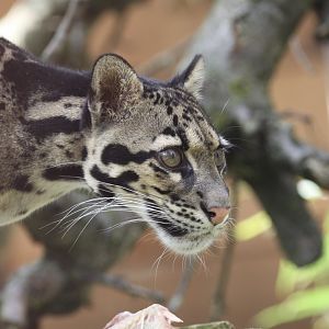 Clouded leopard
