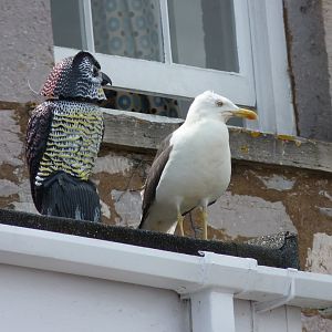 Lesser black-backed gull, July 2017