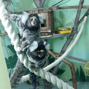 Common marmosets