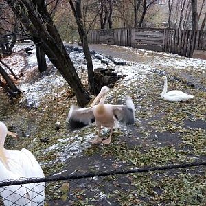 Great white pelicans and Whooper swan
