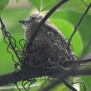 Young Screaming piha at the nest