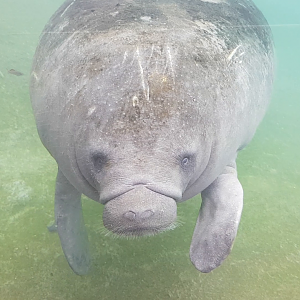 Manatee at the Mangrove hall