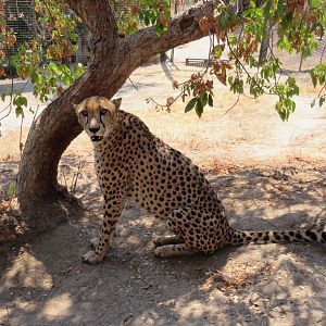 Cheetah (while I was inside the exhibit!)