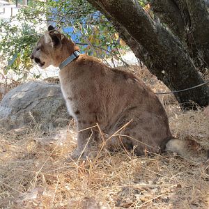 Cougar (outside exhibit and on a leash)