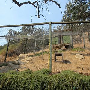Serval Exhibit