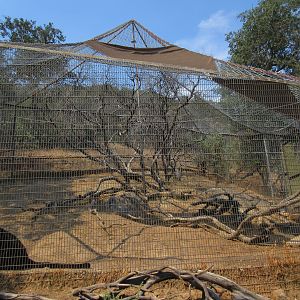 Black Leopard Exhibit