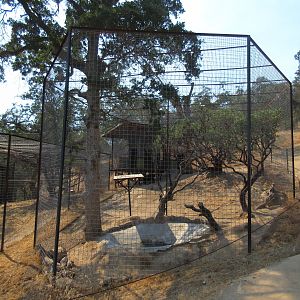 Jaguar Exhibit #1 (Cat Haven has 9 Jaguars)