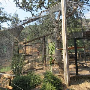 Jaguar Exhibit #2 (Cat Haven has 9 Jaguars)