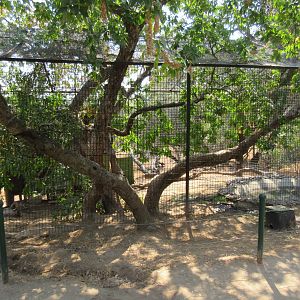 Jaguar Exhibit #3 (Cat Haven has 9 Jaguars)