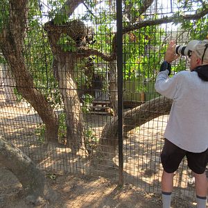 Jaguar in tree and ZooChatter