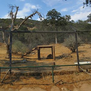 African Lion Exhibit