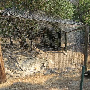 Snow Leopard Exhibit