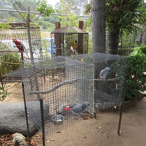 Free Flight: Exotic Bird Sanctuary
