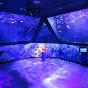 Schooling Fish Exhibit