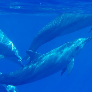 Spinner Dolphin