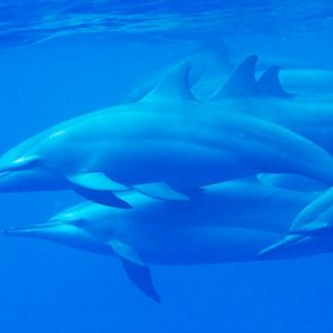 Spinner Dolphin