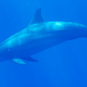 Spinner Dolphin