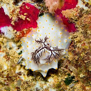 Nudibranch - Halgerda stricklandi