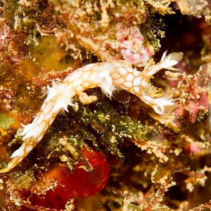 Nudibranch - Bornella hermanni