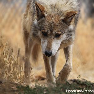 Mexican gray wolf