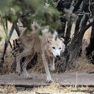 North American gray wolf