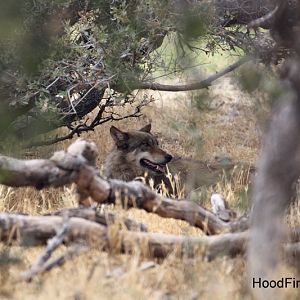 North American gray wolf