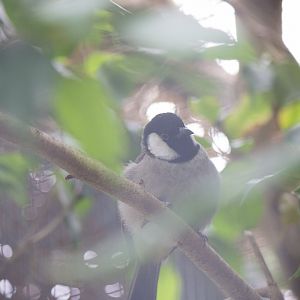 White-cheeked bulbul